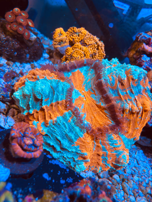Acanthoophyllia