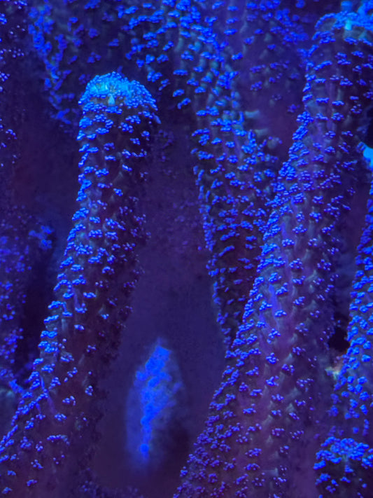 Stylophora coral