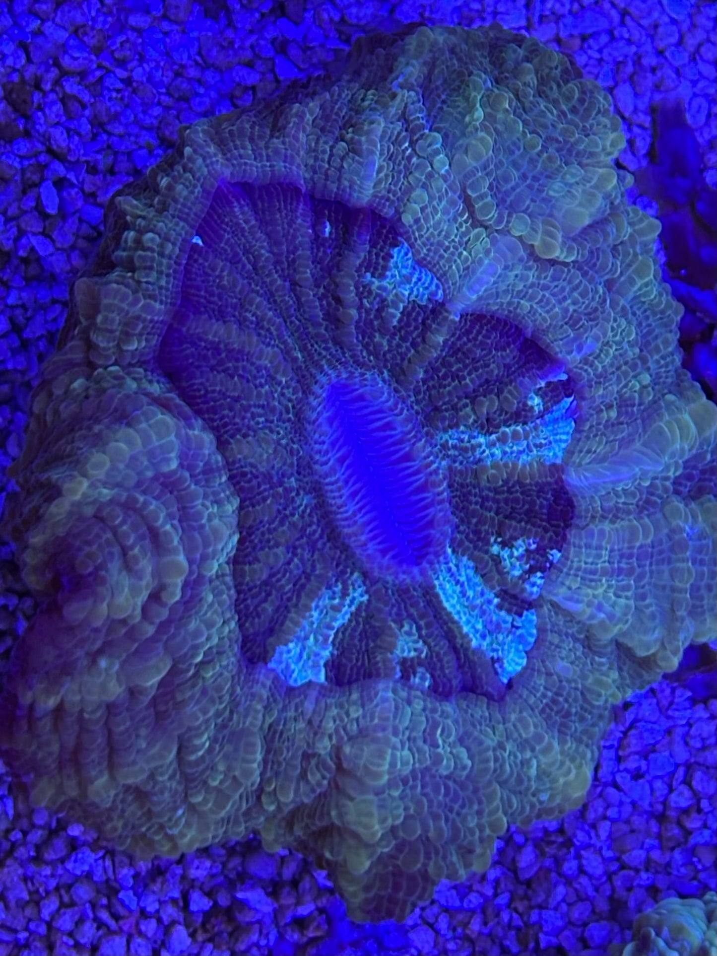 Green acantho