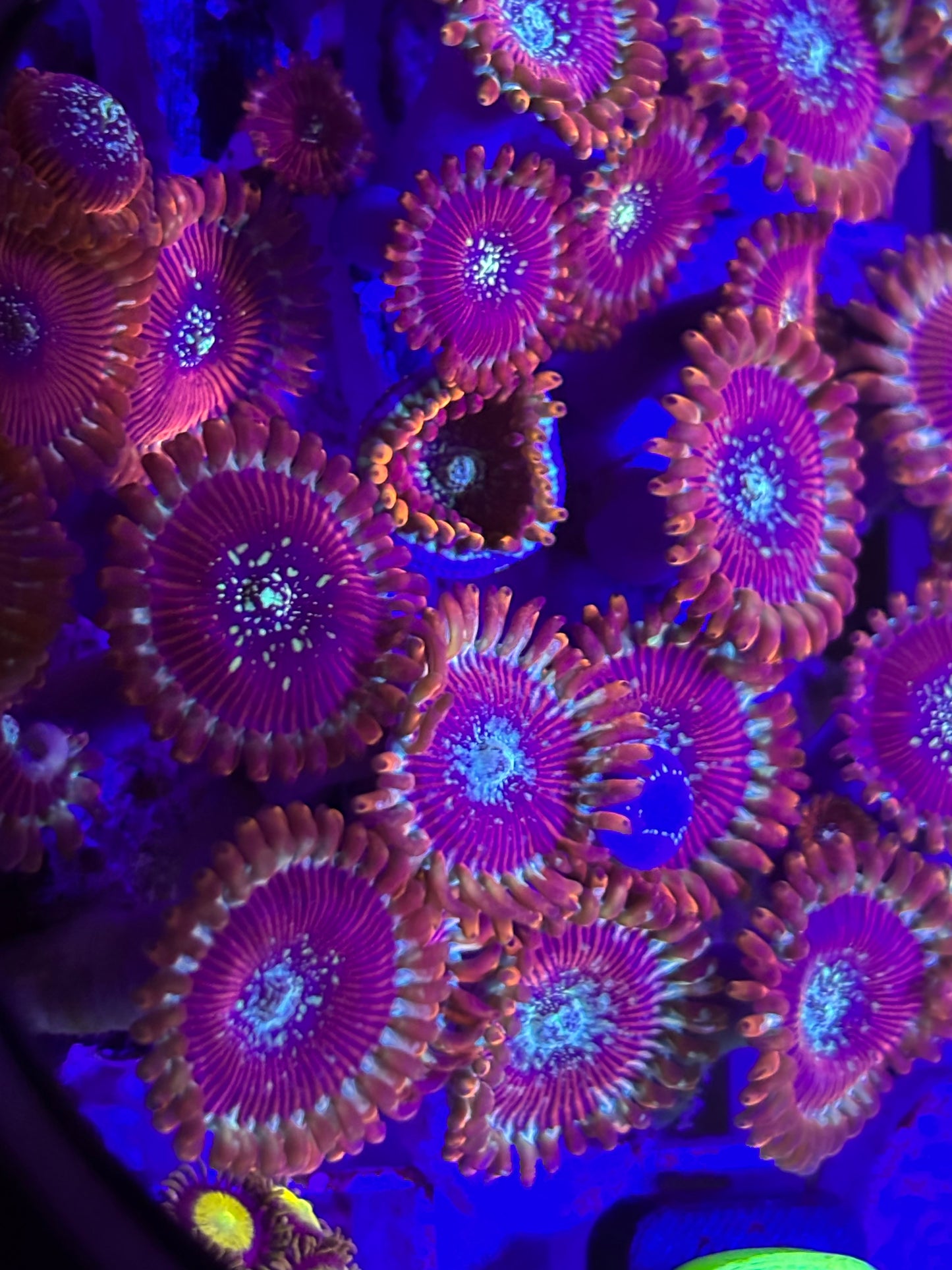 Magician Zoa ￼