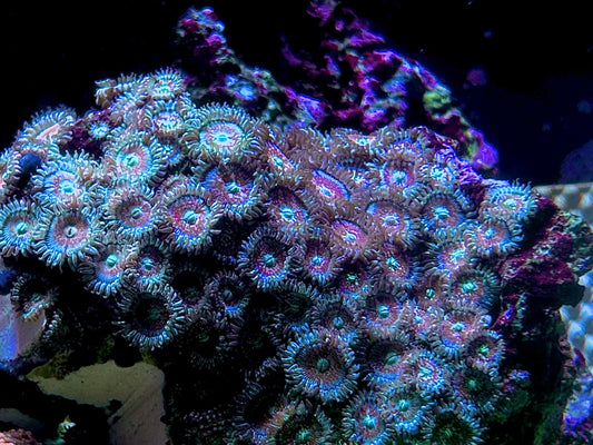 Salted Aguave Zoa ￼