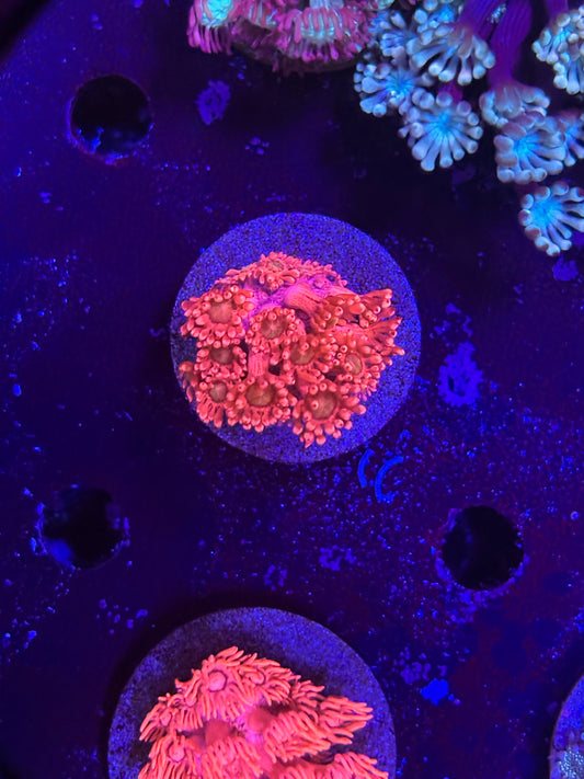 Red Goni yellow centers