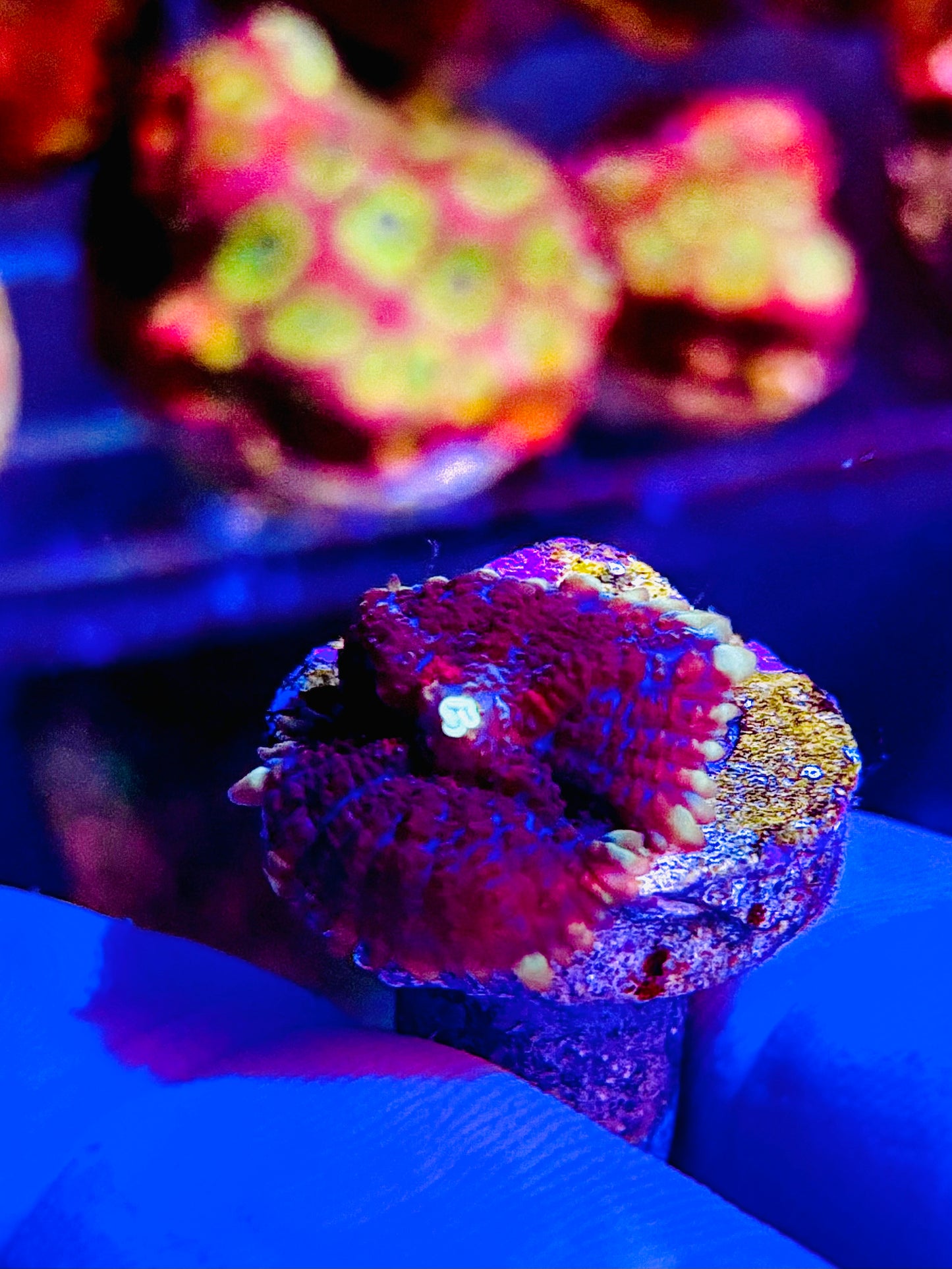 Blown glass mushroom