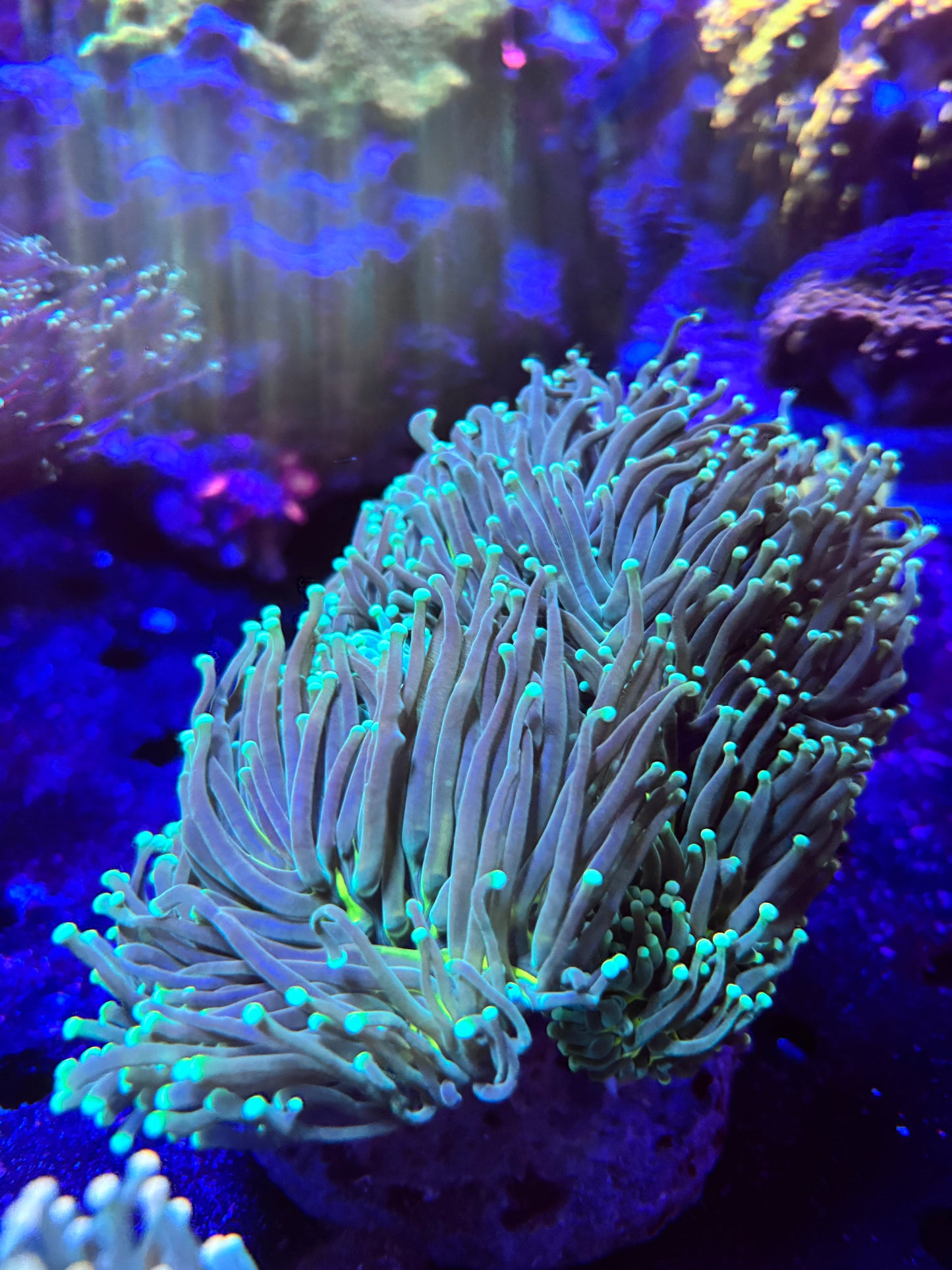 Green torch colony (7 heads)￼