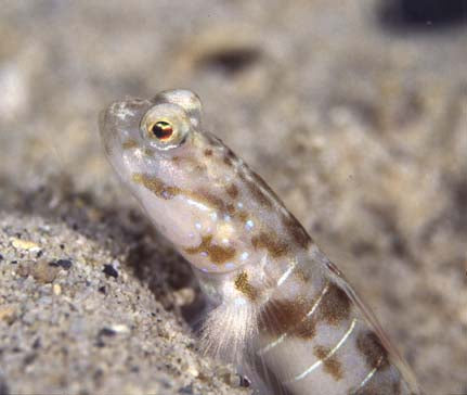 Shrimp goby