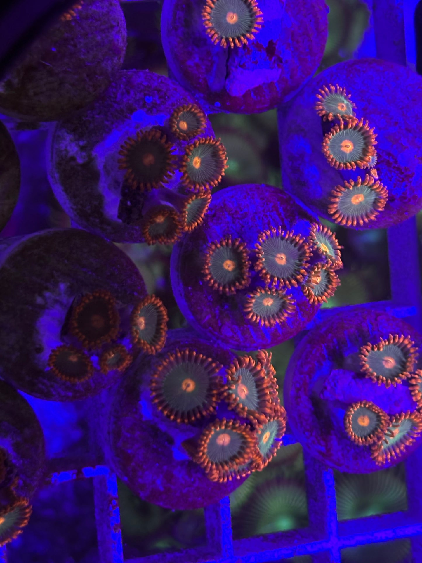 Gatorade Zoa