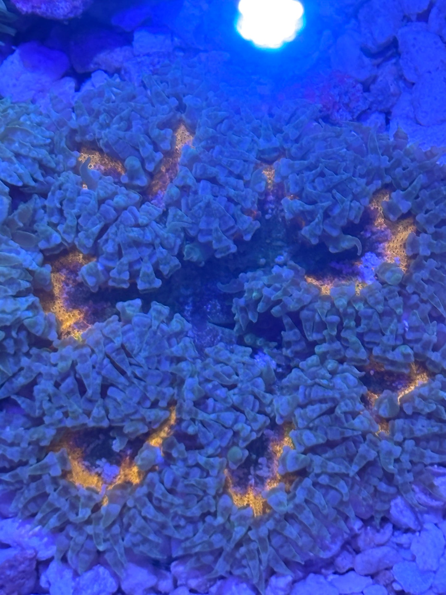 Assorted rock flowers (orange)