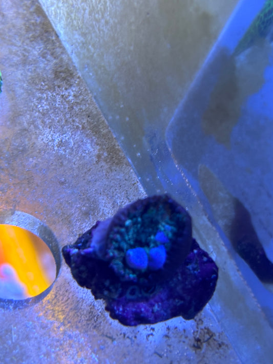 Blue ball bounce mushroom
