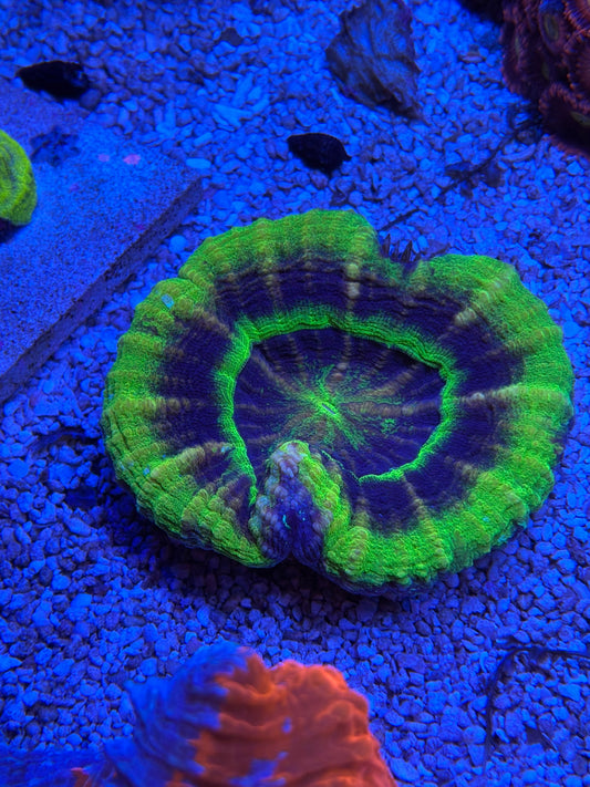 UFO Sculy