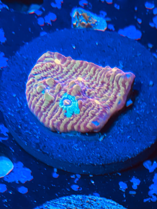 Escape artist convict chalice ￼