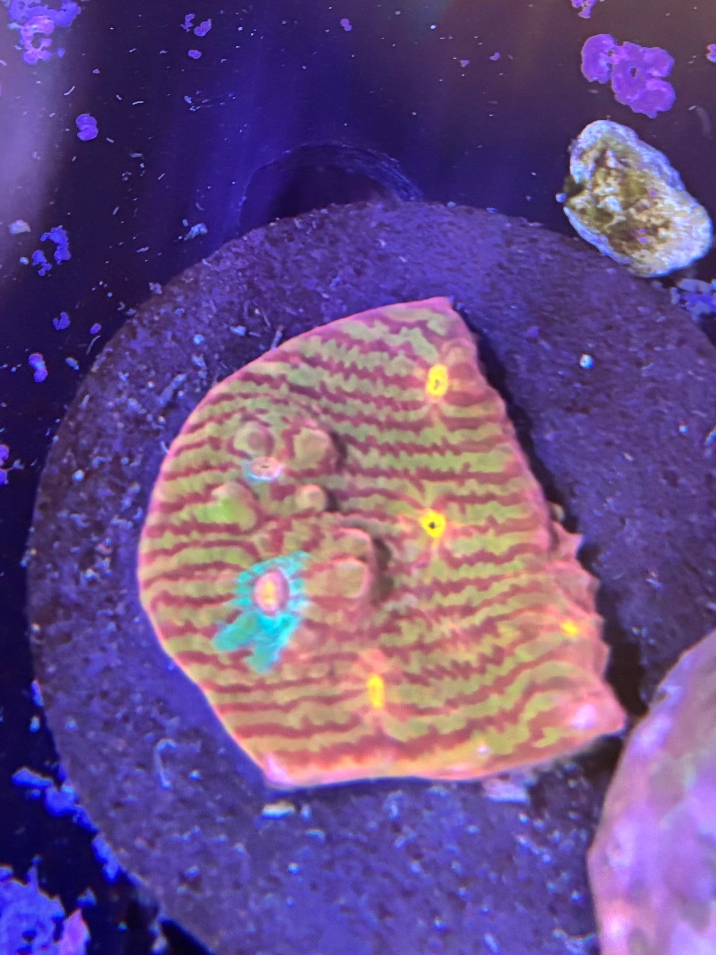 Escape artist convict chalice ￼