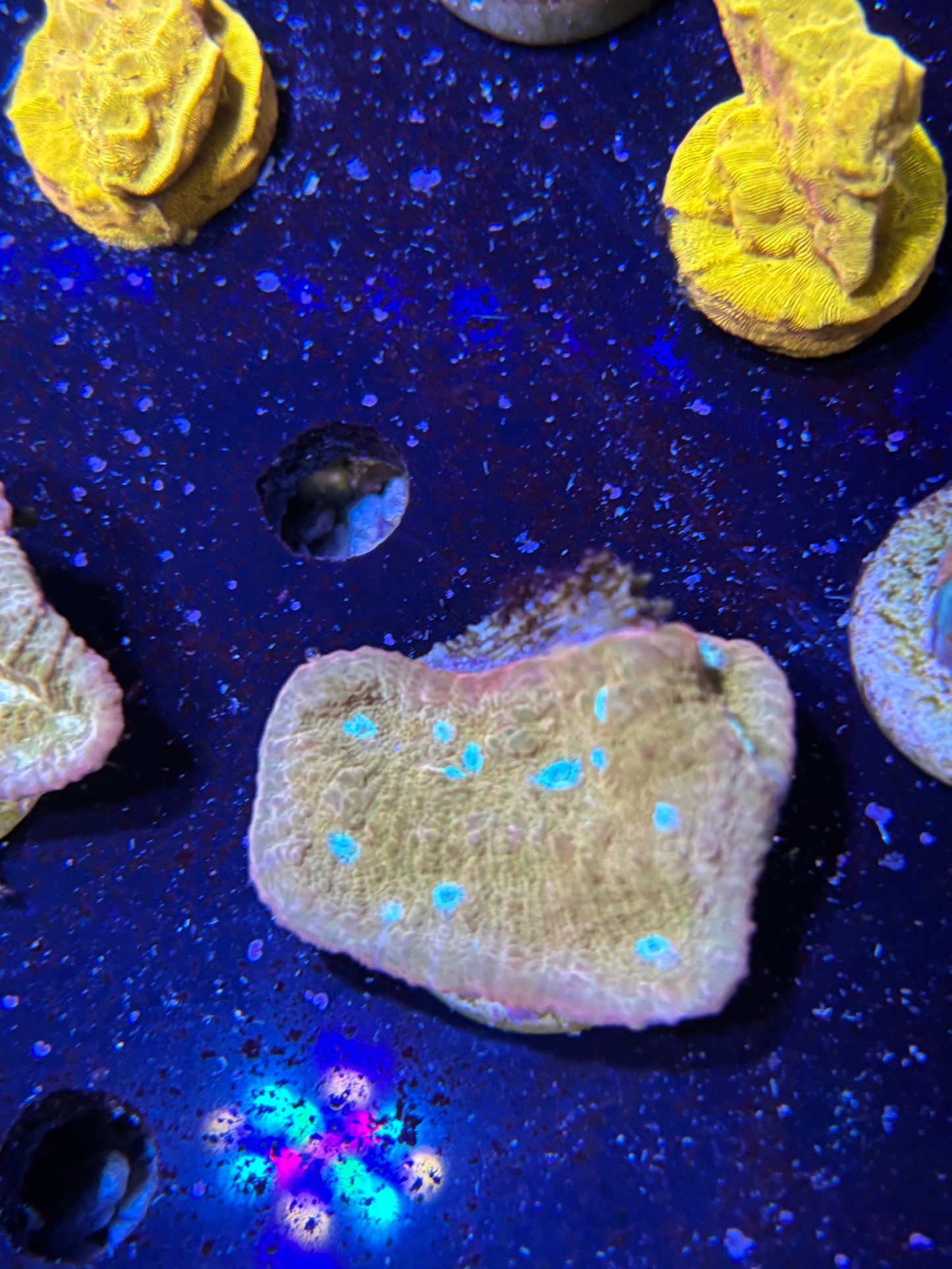 Sugar cookie chalice