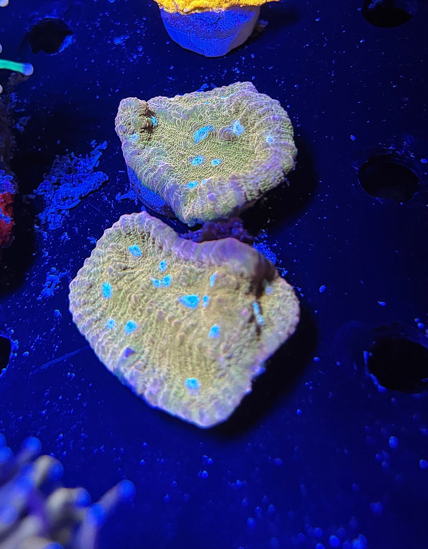 Sugar cookie chalice