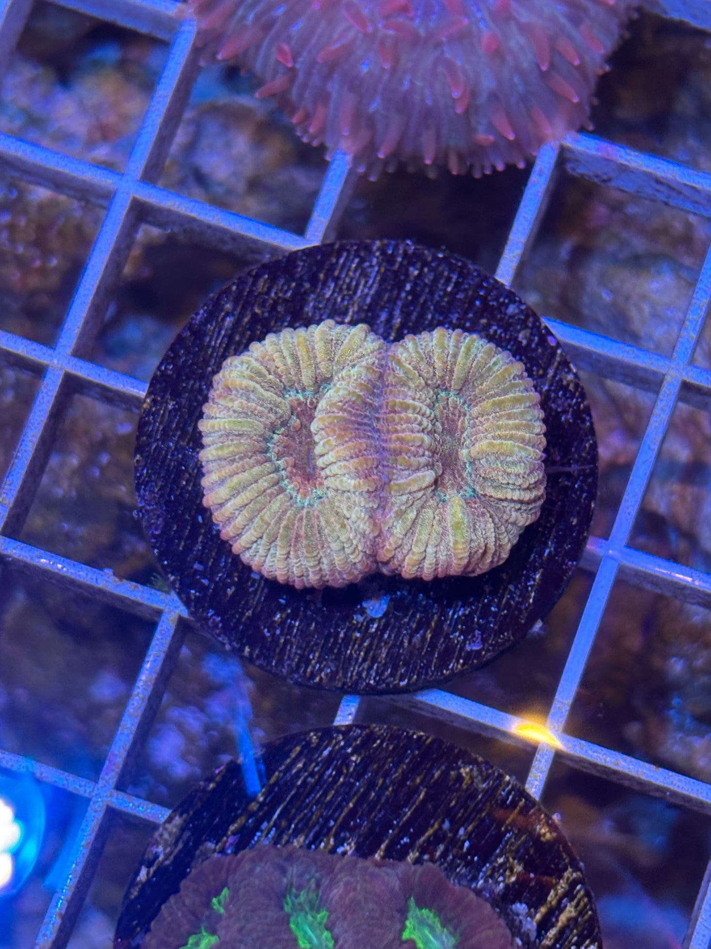 Pink / Peach Favia