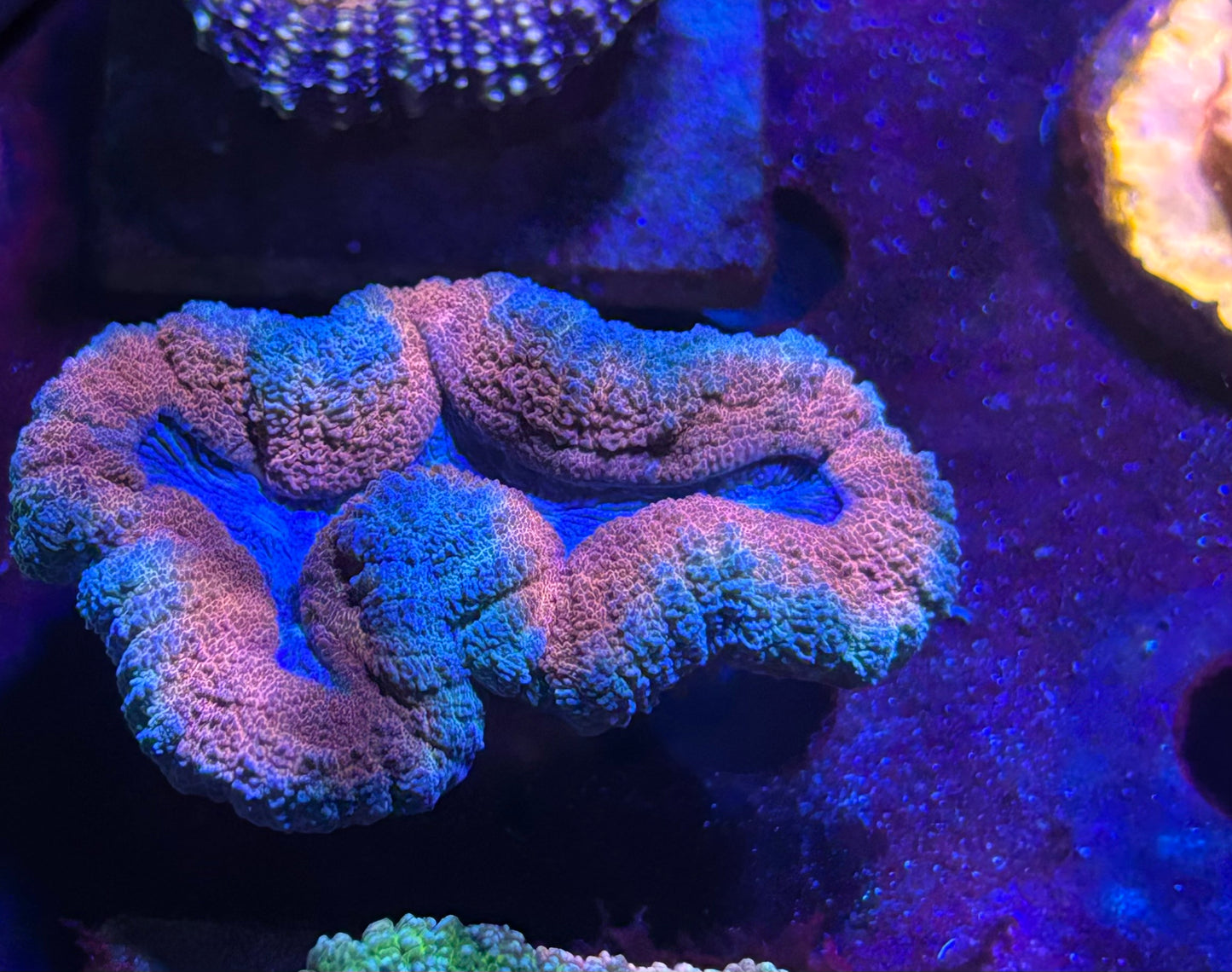 Teal and red Lobo
