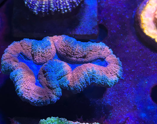 Teal and red Lobo
