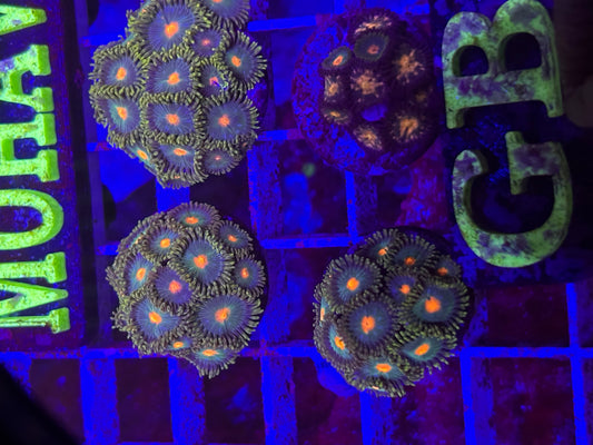 Green Bay packers Zoa