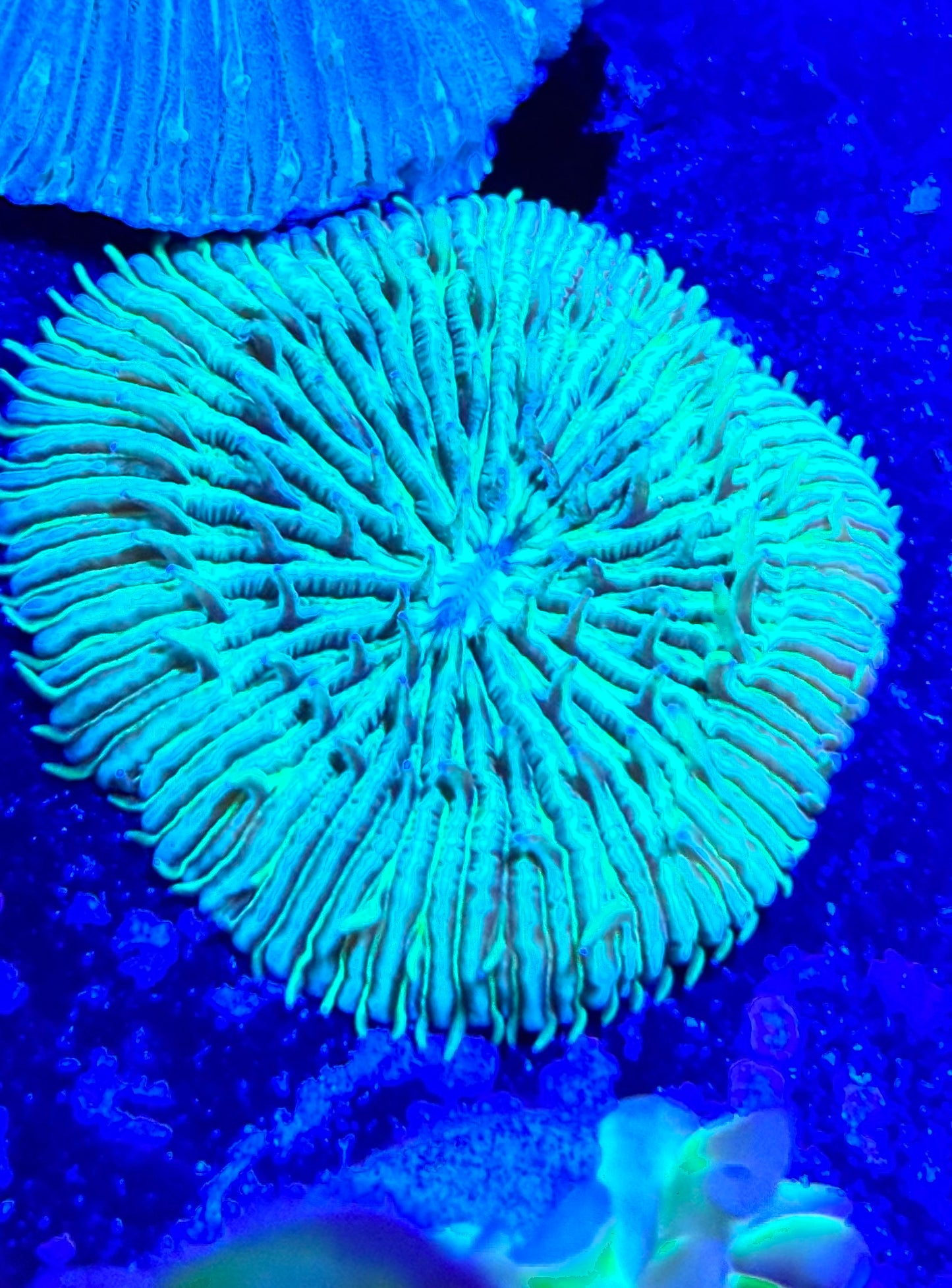 Green plate XS