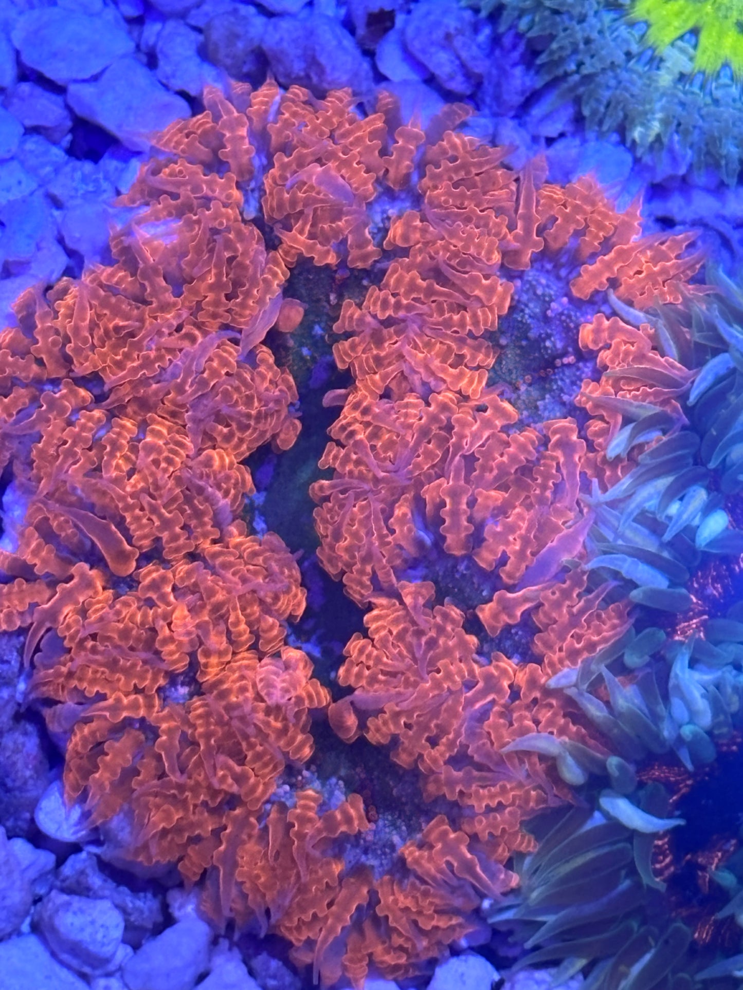 Assorted rock flower nem  red