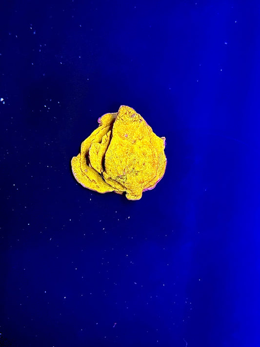24K Gold lepto