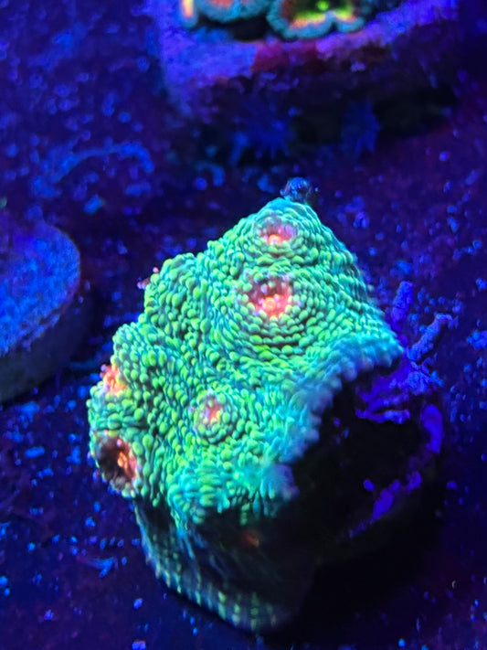 OG Mummy eye chalice