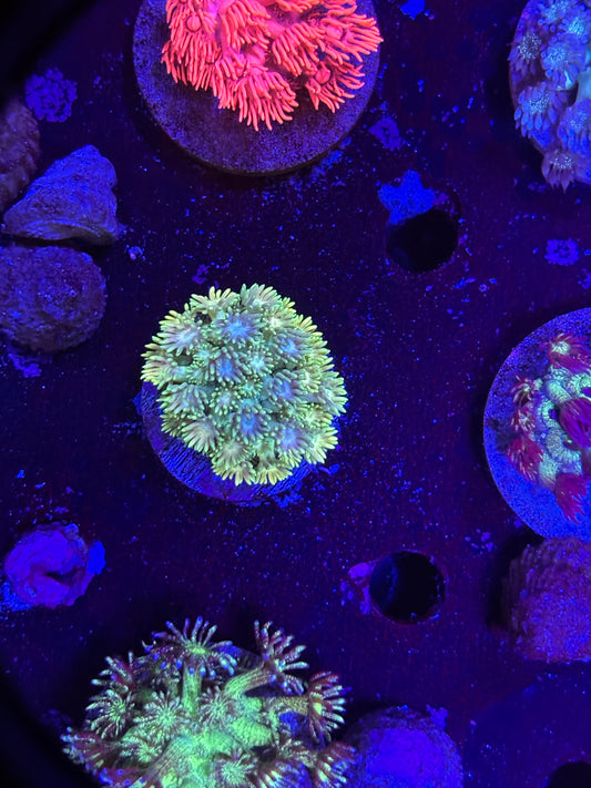 Yellow Goni