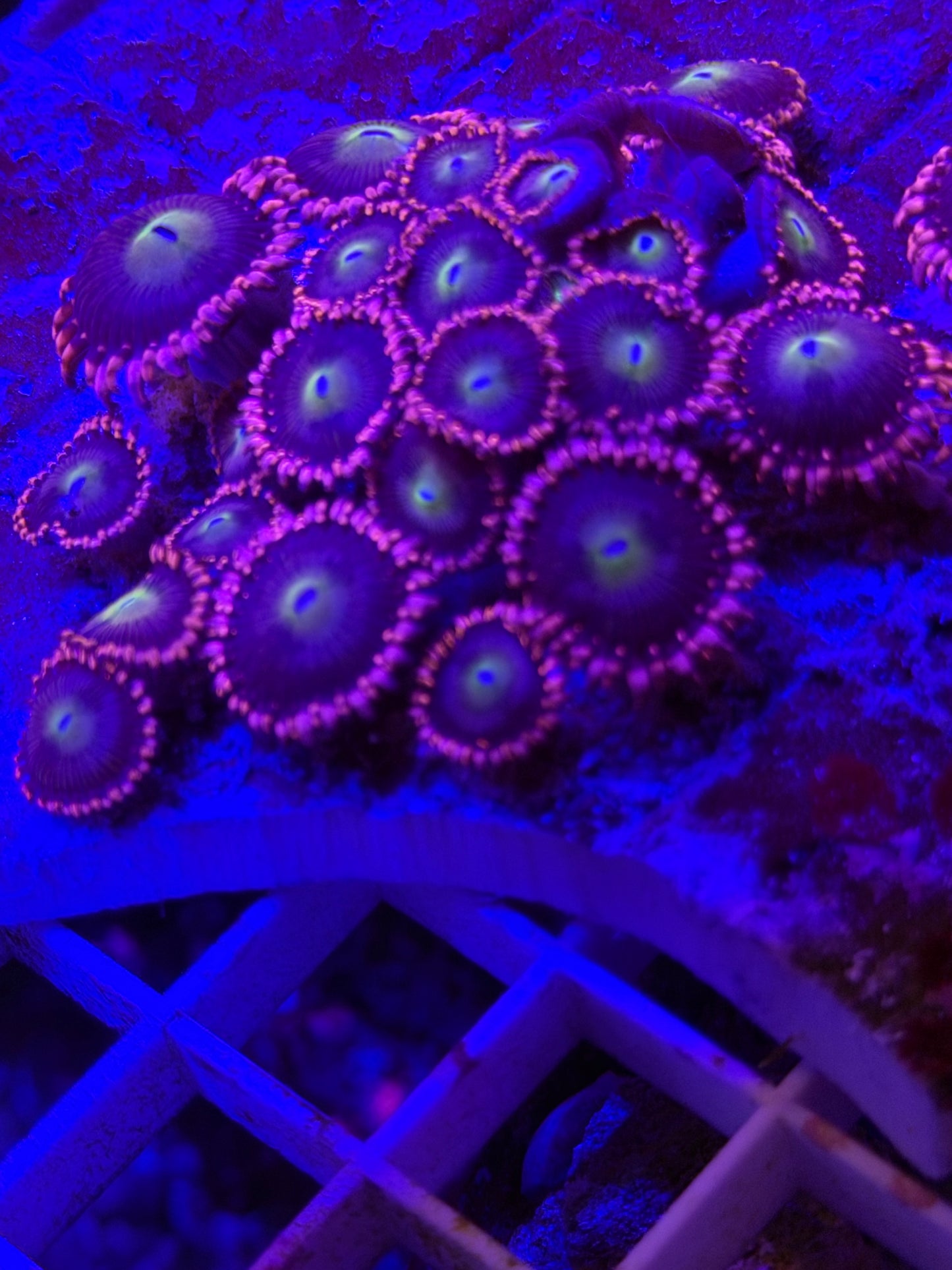 Laffy taffy Zoa