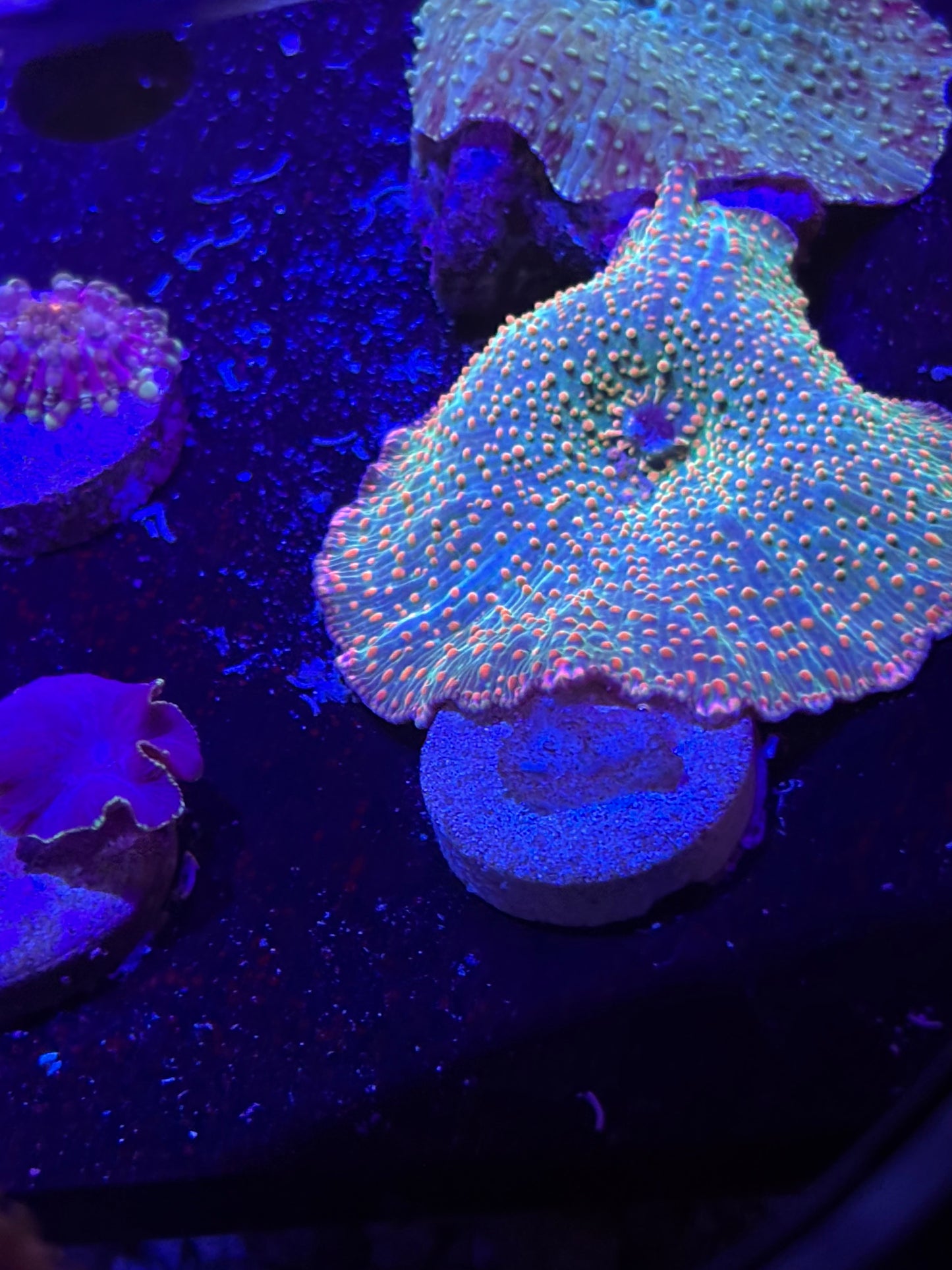 Rainbow mushroom
