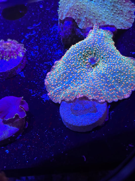 Rainbow mushroom