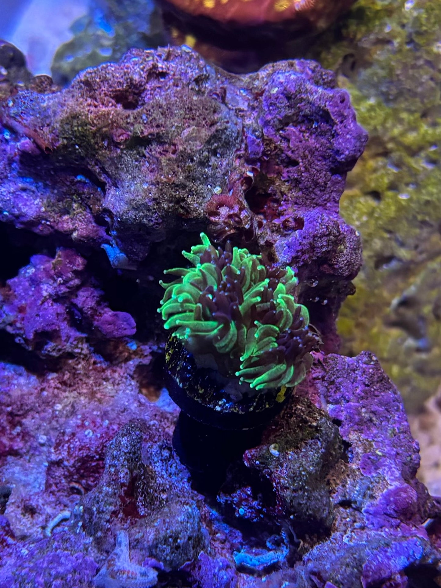 Sonic the hedgehog Galaxia