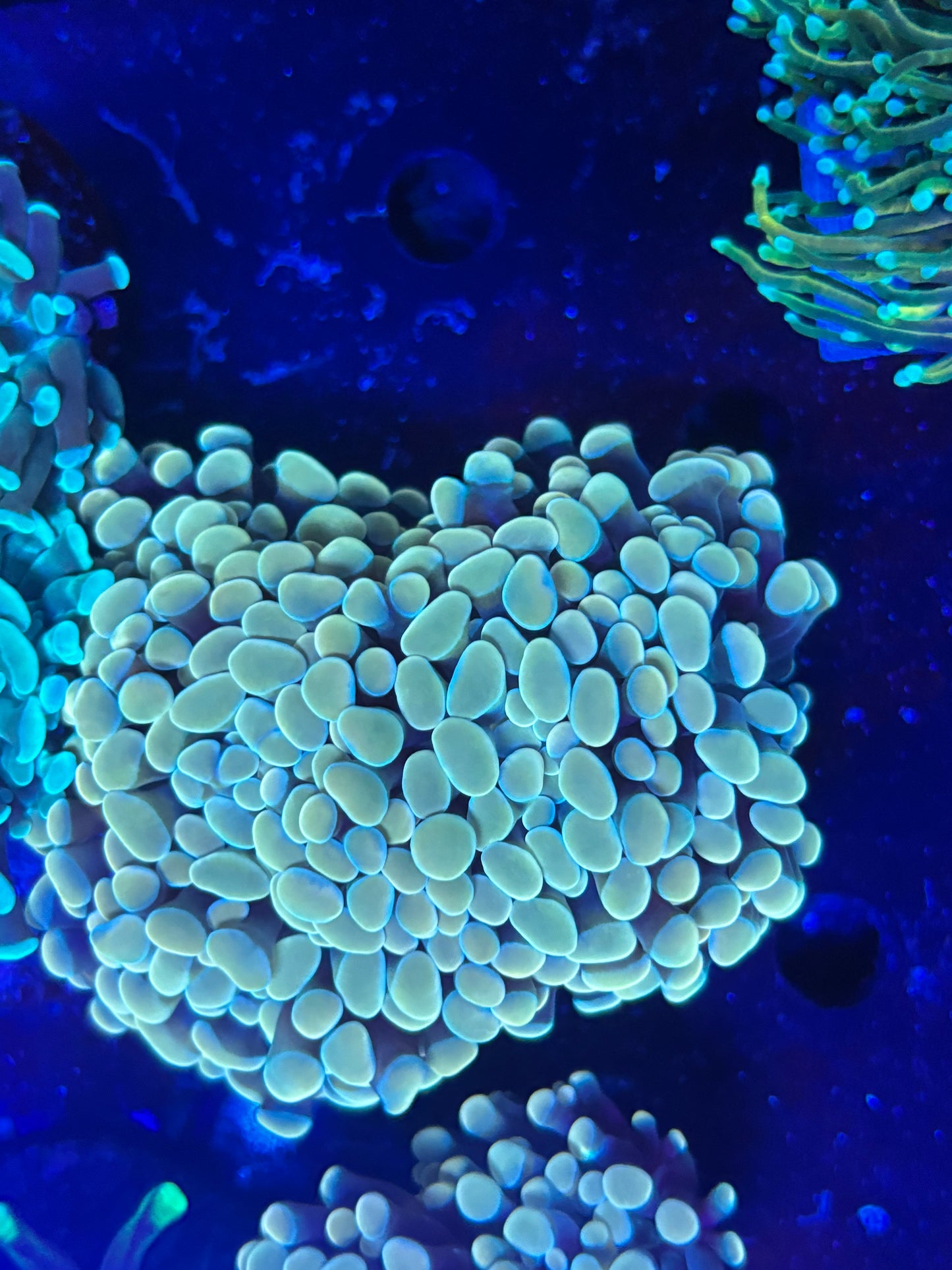 2 headed gold hammer