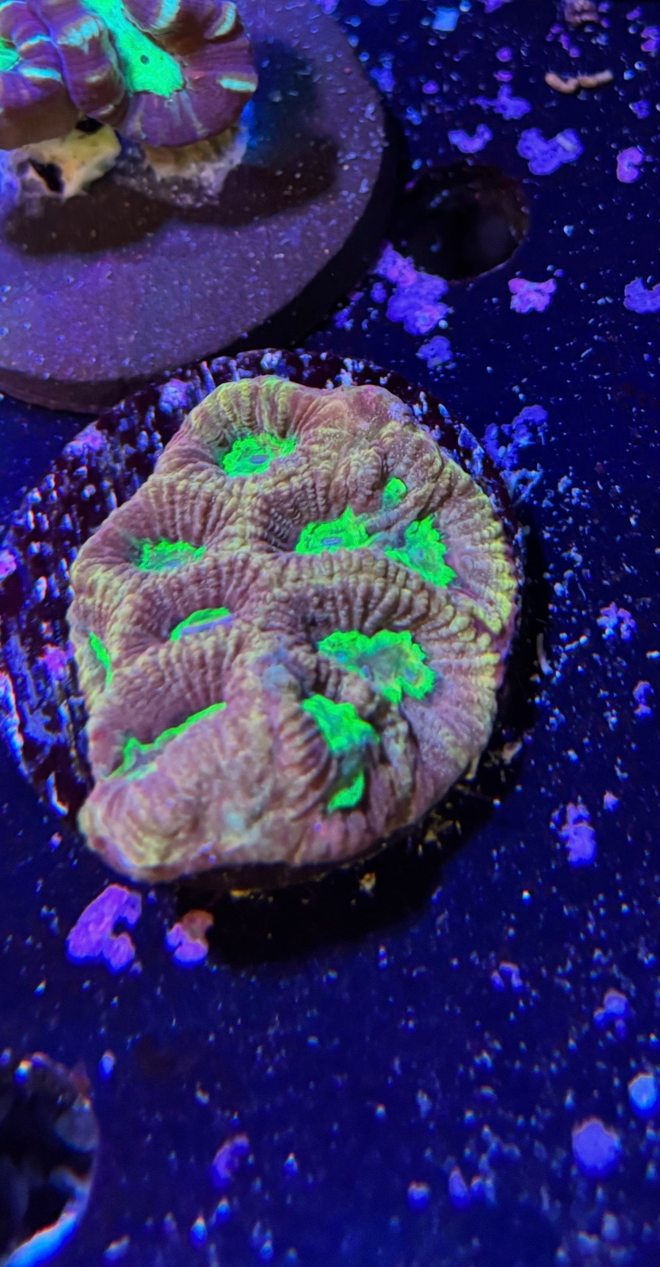 Neon green and gold favia