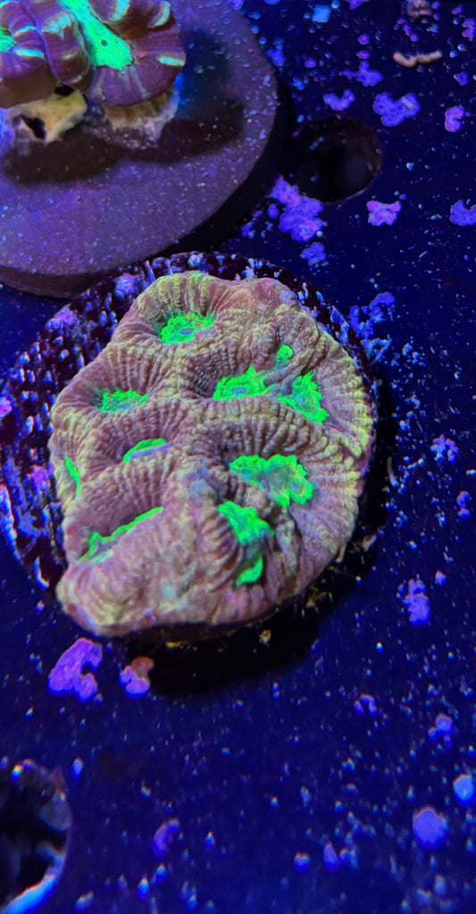 Neon green and gold favia