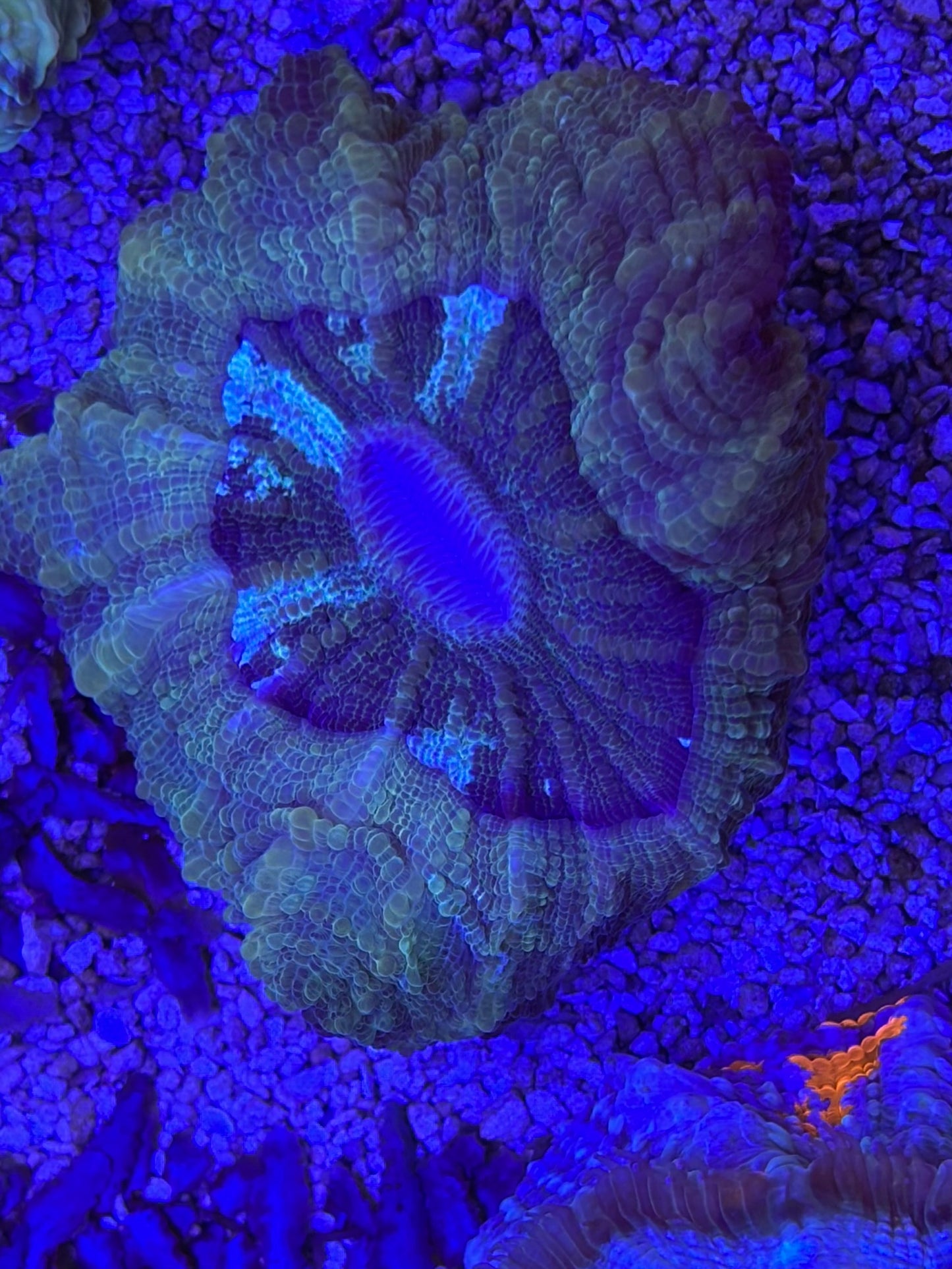 Green acantho