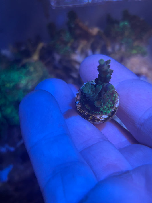 Green acro with dark green polyps