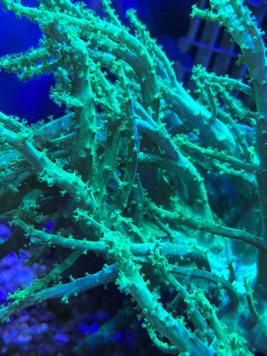 Neon green sinularia