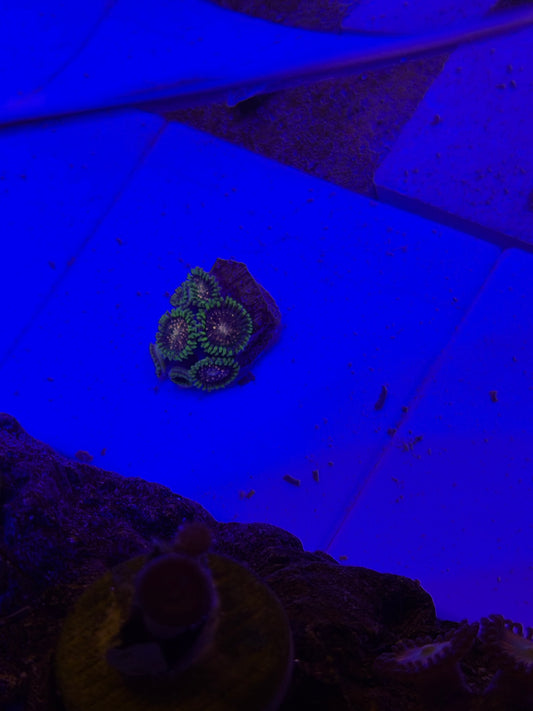 Cosmic combustion Zoa