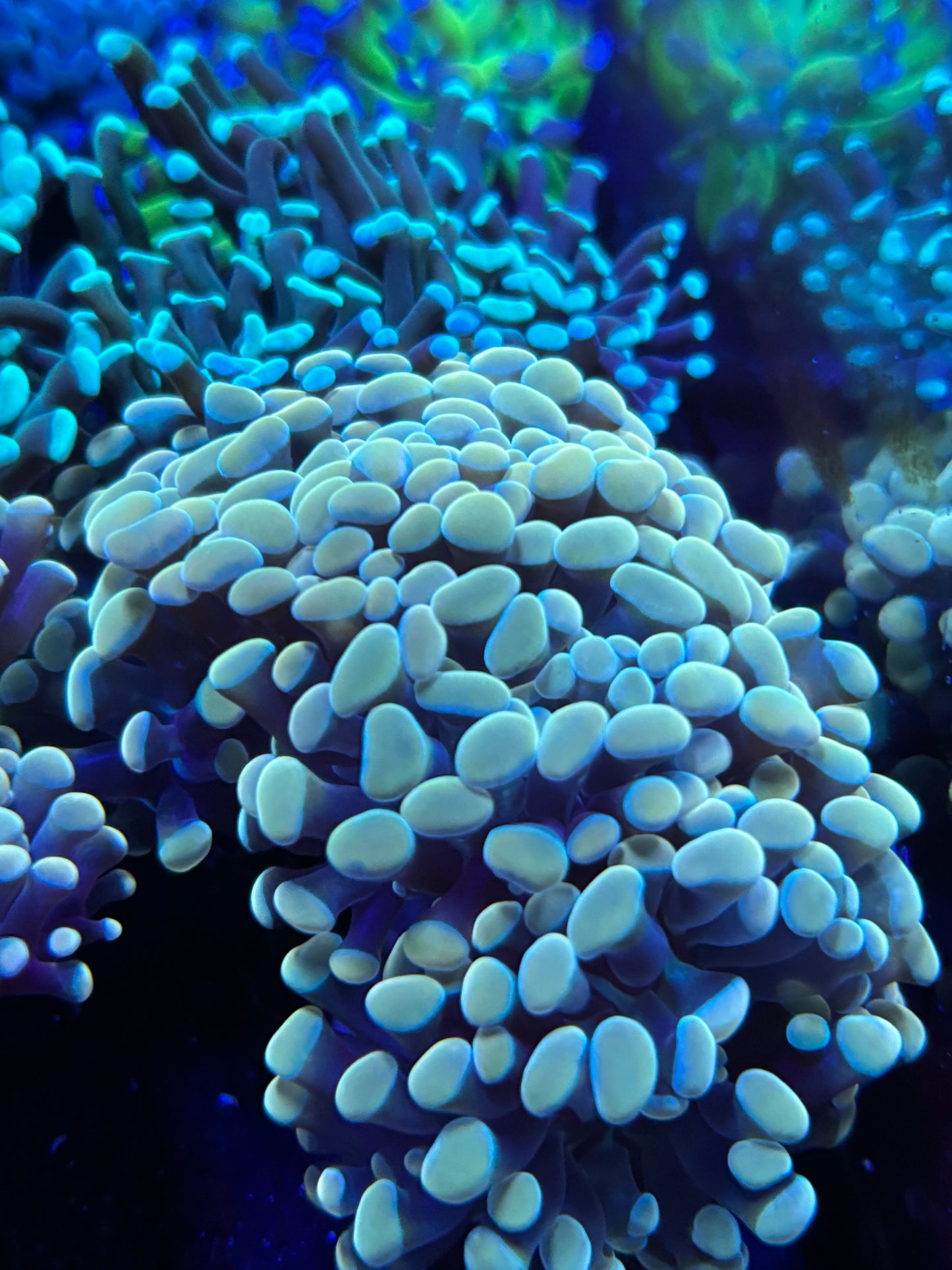 2 headed gold hammer