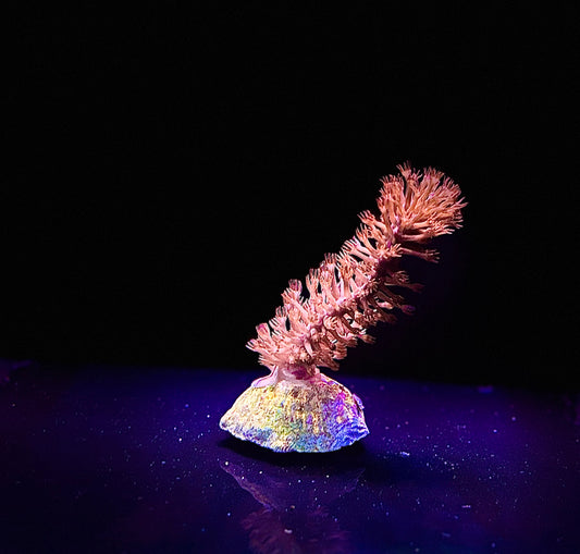 Gorgonian