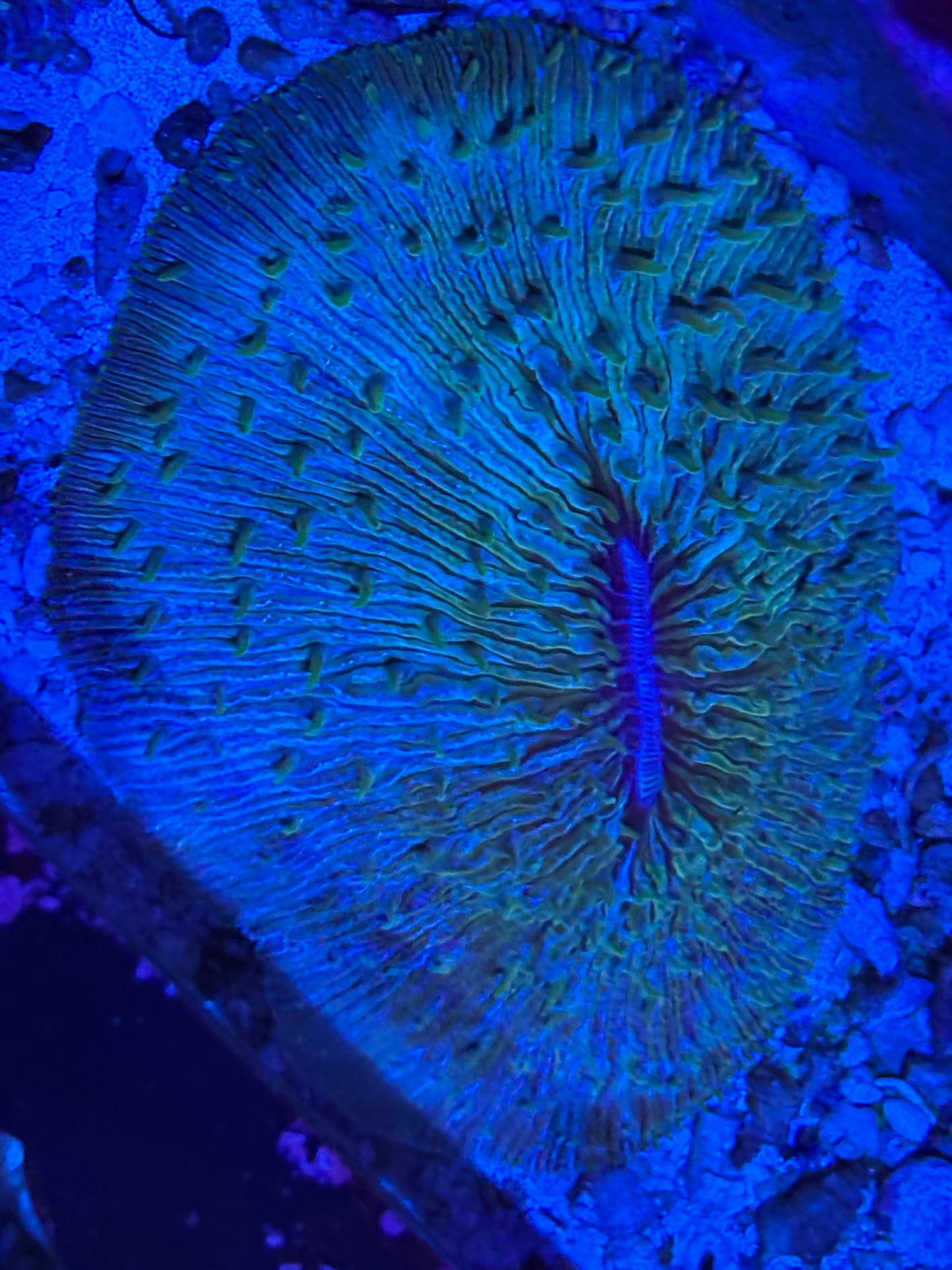 XXL plate Coral ￼