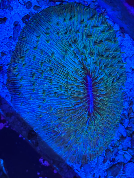XXL plate Coral ￼