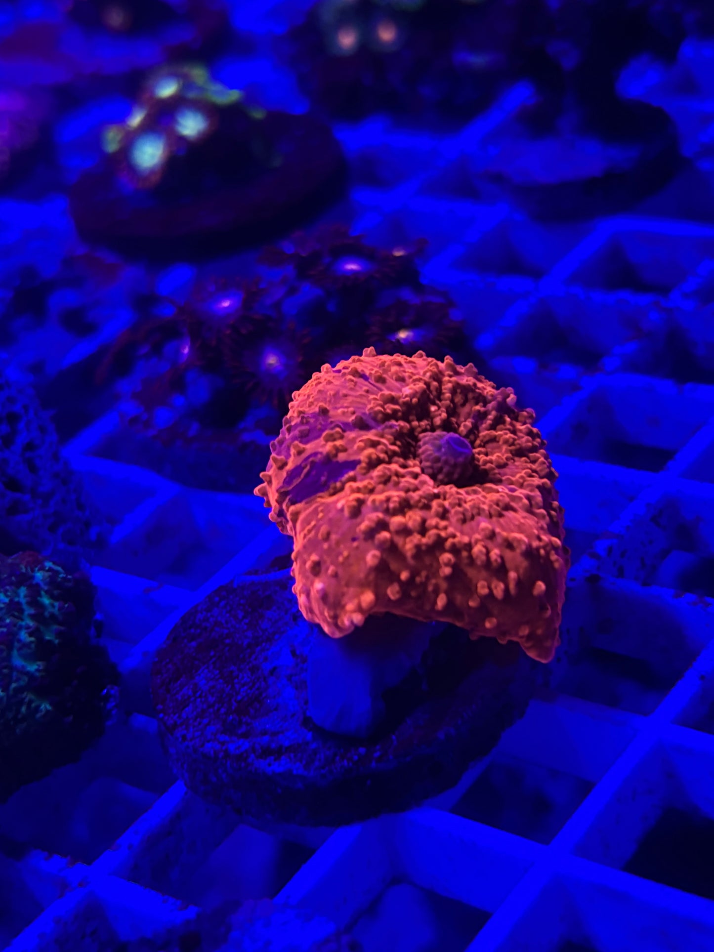 Deadpool jawbreaker mushroom