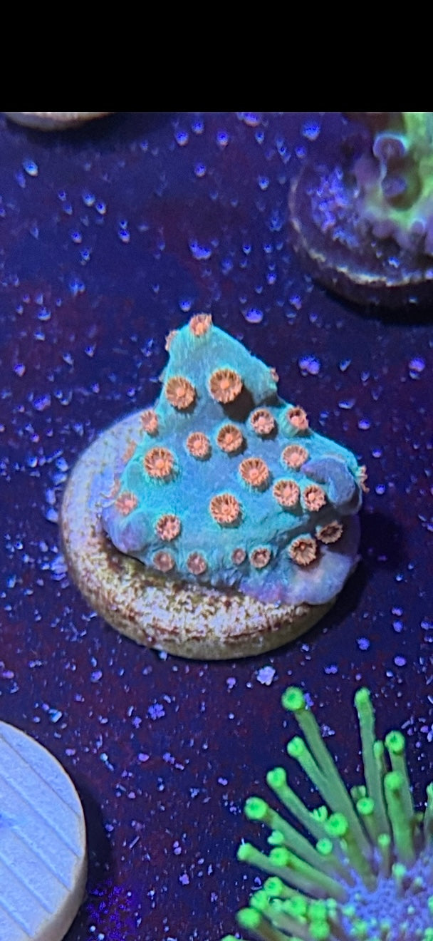 Media shower Cyphastra