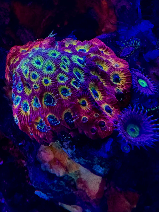 (NS) lemon lime favia