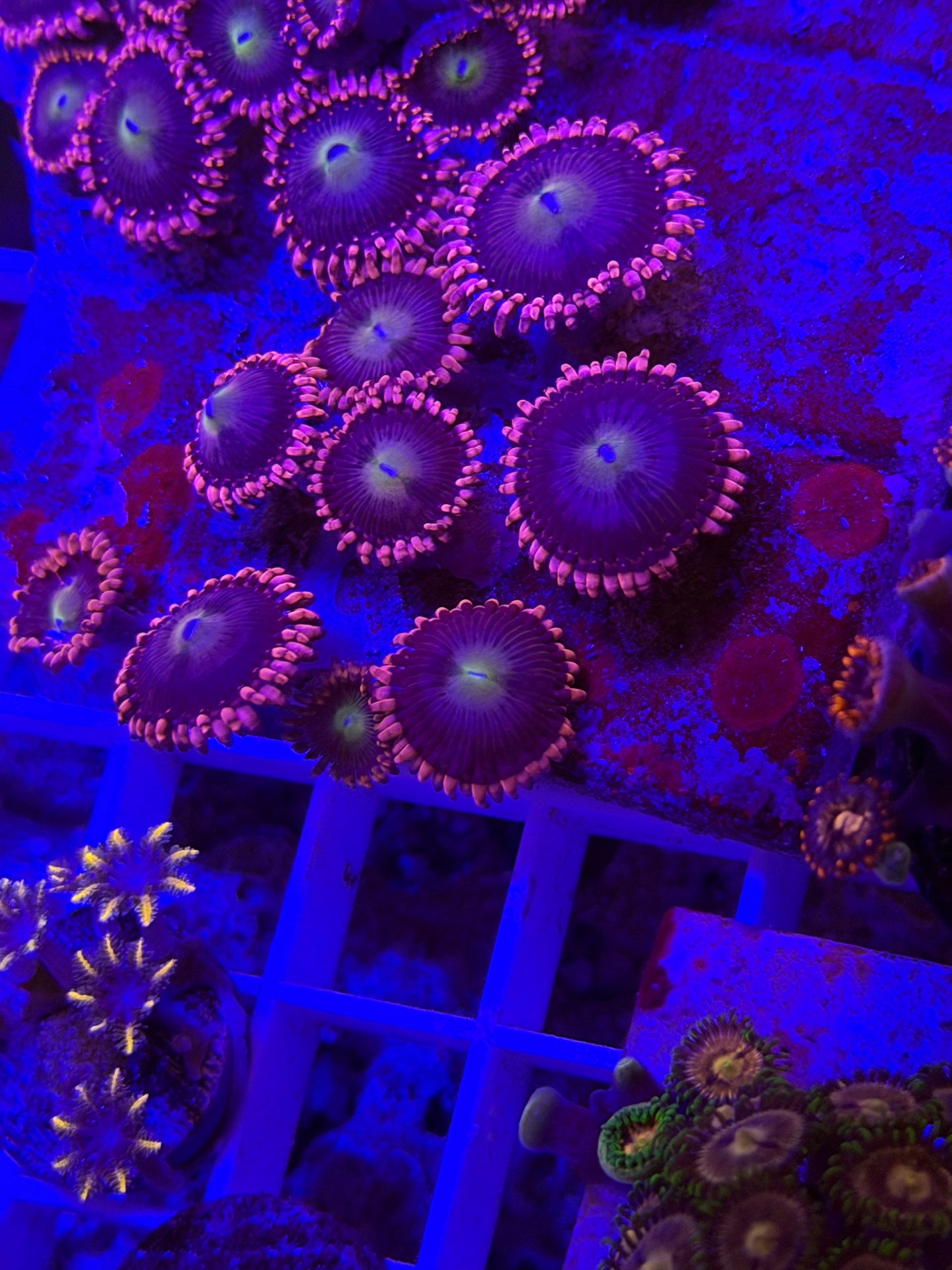 Laffy taffy Zoa