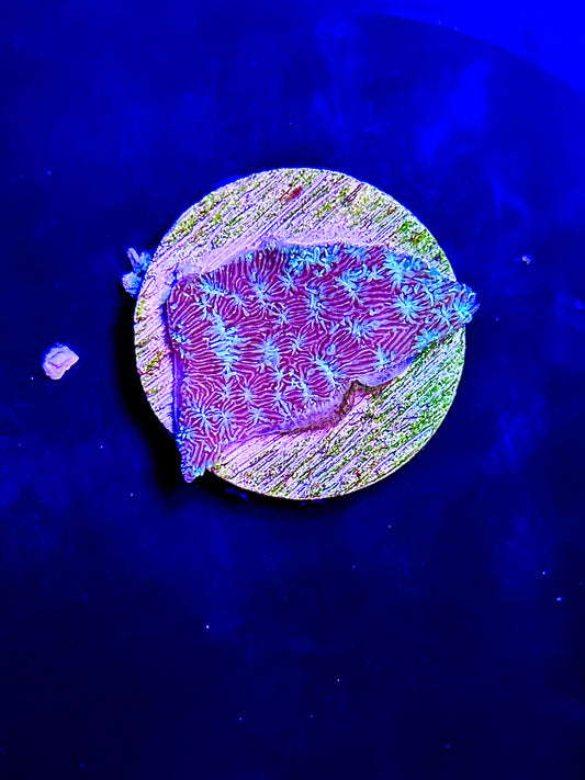 Blue lepto