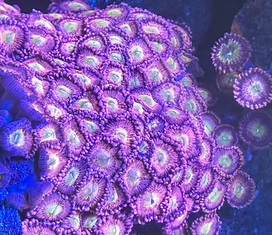 Playboy bunny Zoa