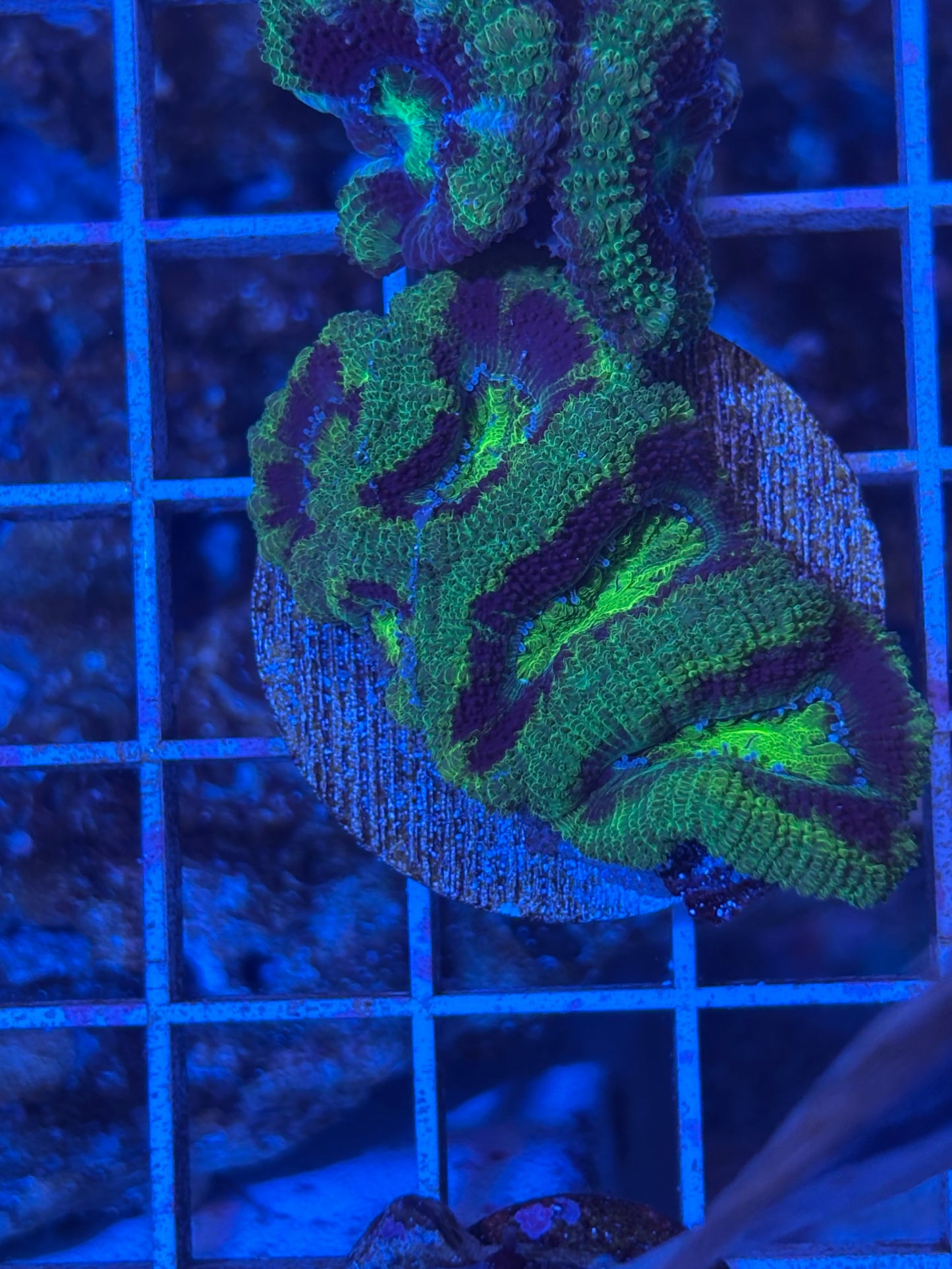 UFO Acan