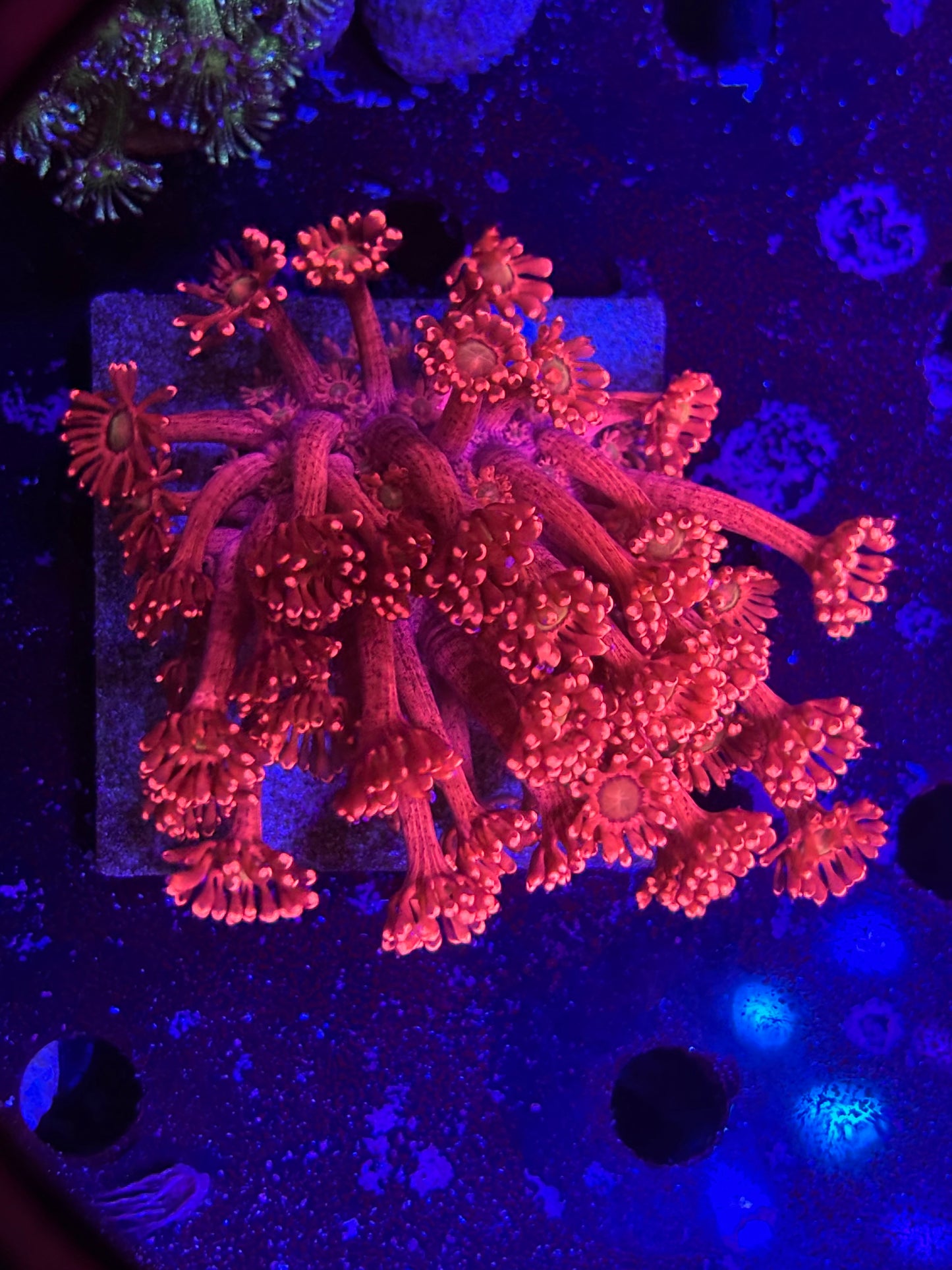 Large Goni