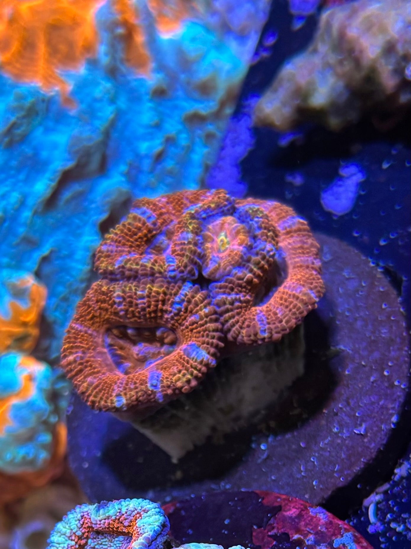 Acan